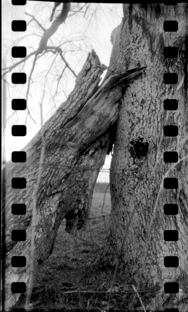 Fallen Tree Sprockets-Camp Nelson-2013-0526 Lubitel-PX5