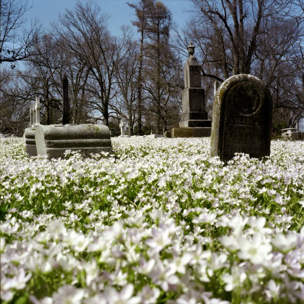 Spring in the Lexington Cemetery.   (Yashica 12 TLR, Kodak Portra 400)